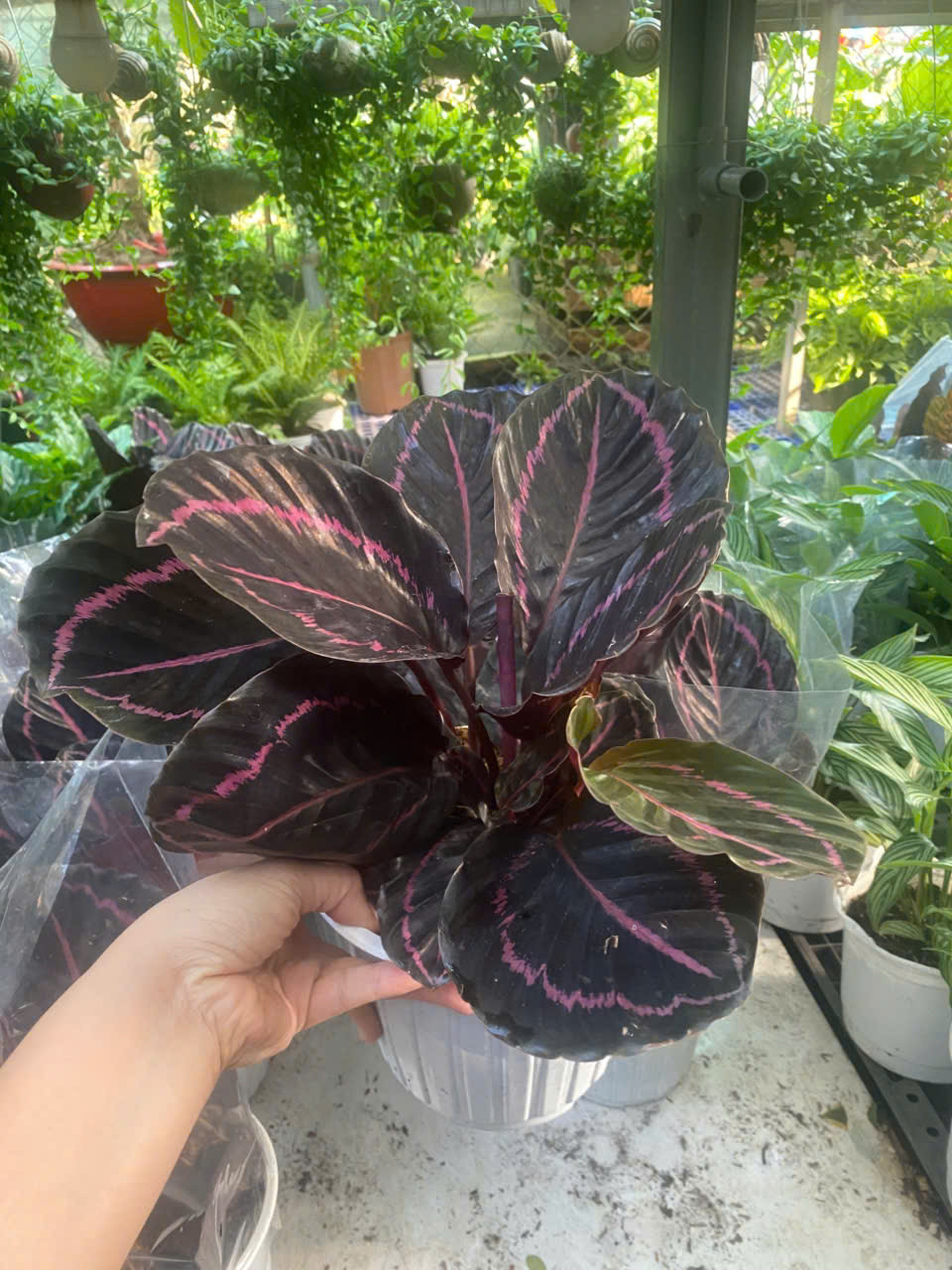 z7413511796099-e9413cec8af915a2aab6fd376d718095