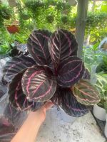 z7413511874466-40b22a21c9177bff8b006cf337f4b9ba