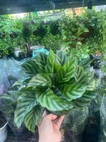 z7413517284760-94e58693e2bdf8cce51d56b1346fba5e