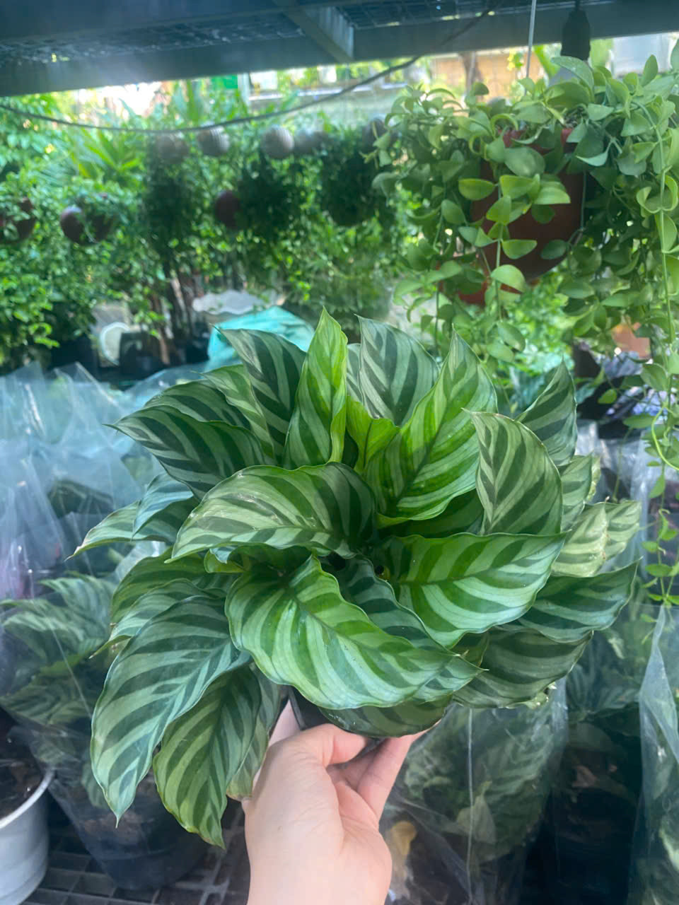 z7413517284760-94e58693e2bdf8cce51d56b1346fba5e