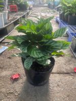 z7413517285721-ffd9f9637ad980c62f274a4c6e59bf44