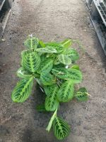 z7413538210631-5a67d1f6ad124ac03bb870e1593162e9