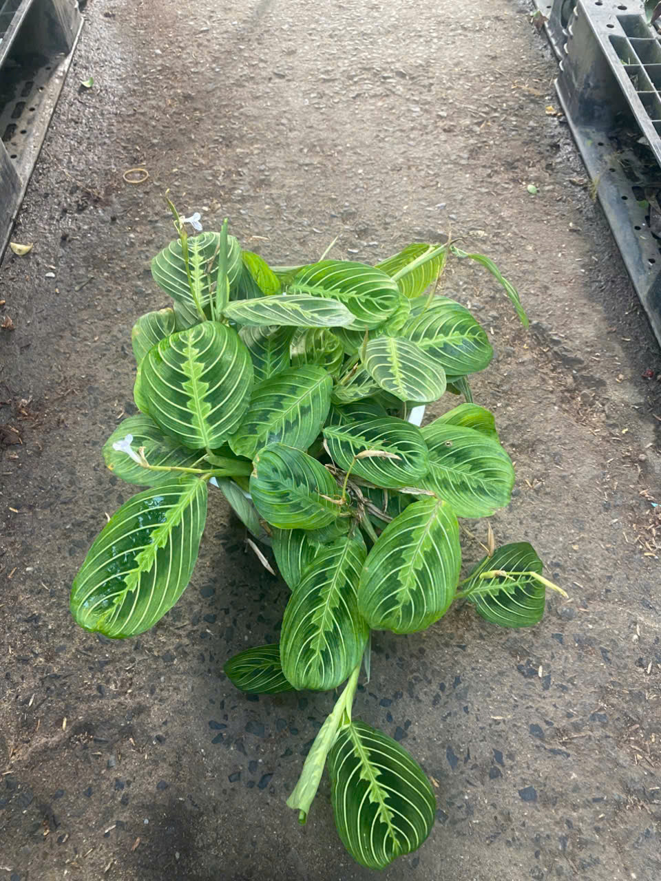 z7413538210631-5a67d1f6ad124ac03bb870e1593162e9