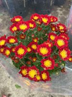 z7417190846914-d5b9b7857b910af29f047c2a43bfaf73