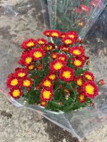 z7417190848781-40773749b6d88f10450c9d773a9f0d6d