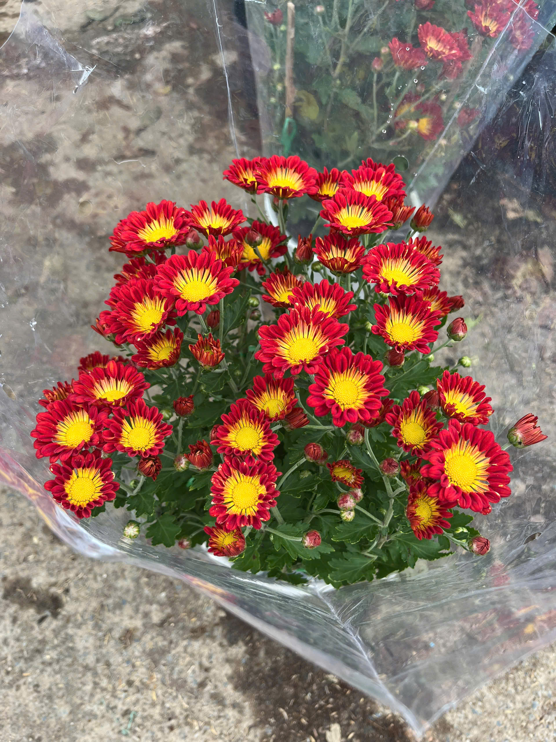 z7417190848781-40773749b6d88f10450c9d773a9f0d6d