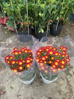 z7417190856500-13d543421e1b84d1f446e825d3a4c7f2