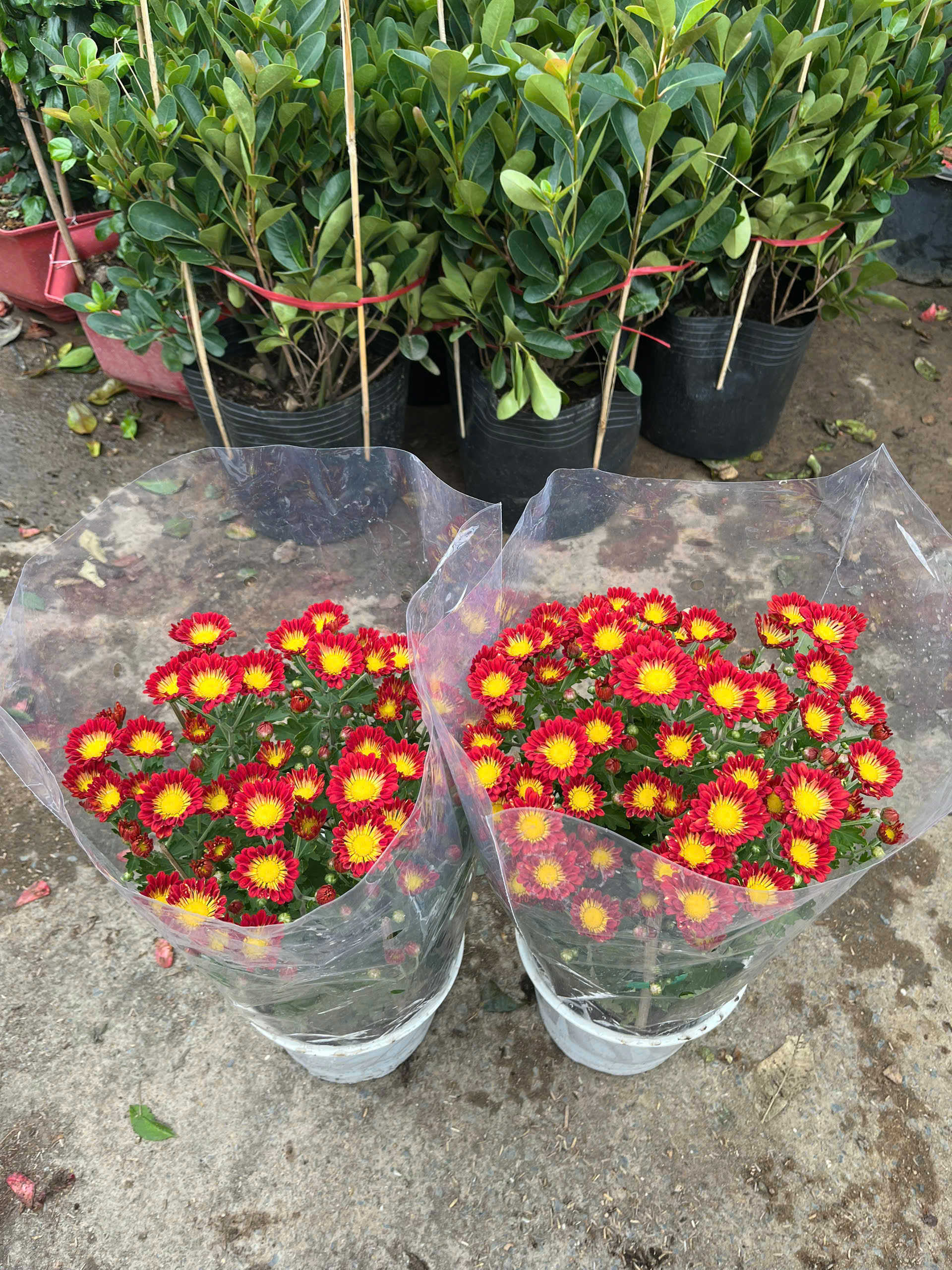 z7417190856500-13d543421e1b84d1f446e825d3a4c7f2