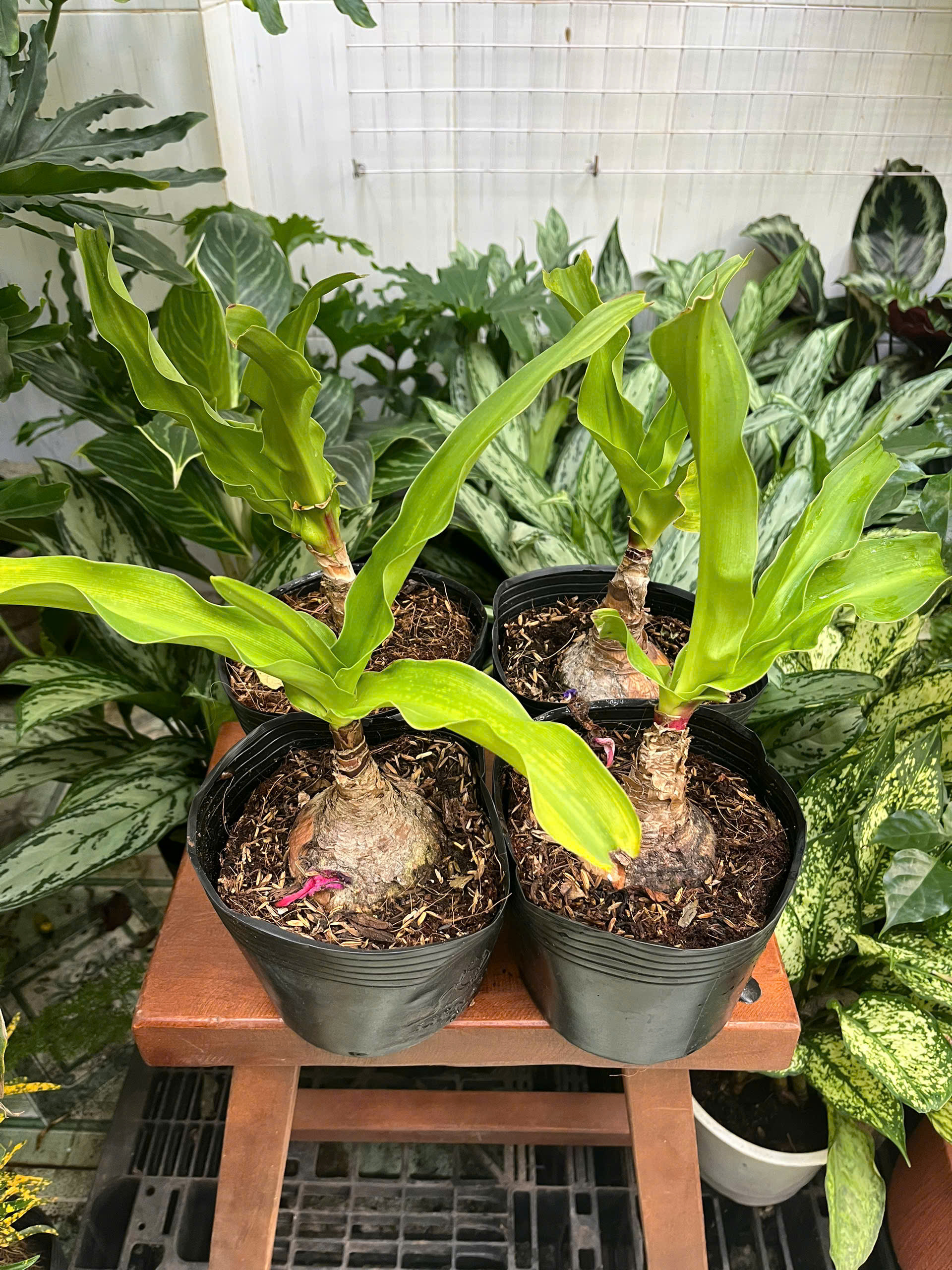 z7417319187026-cafa08c6be888180bb8a6a2a5b563e32