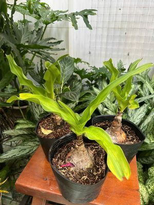 z7417319190931-560226f38447161ea315d42196621171