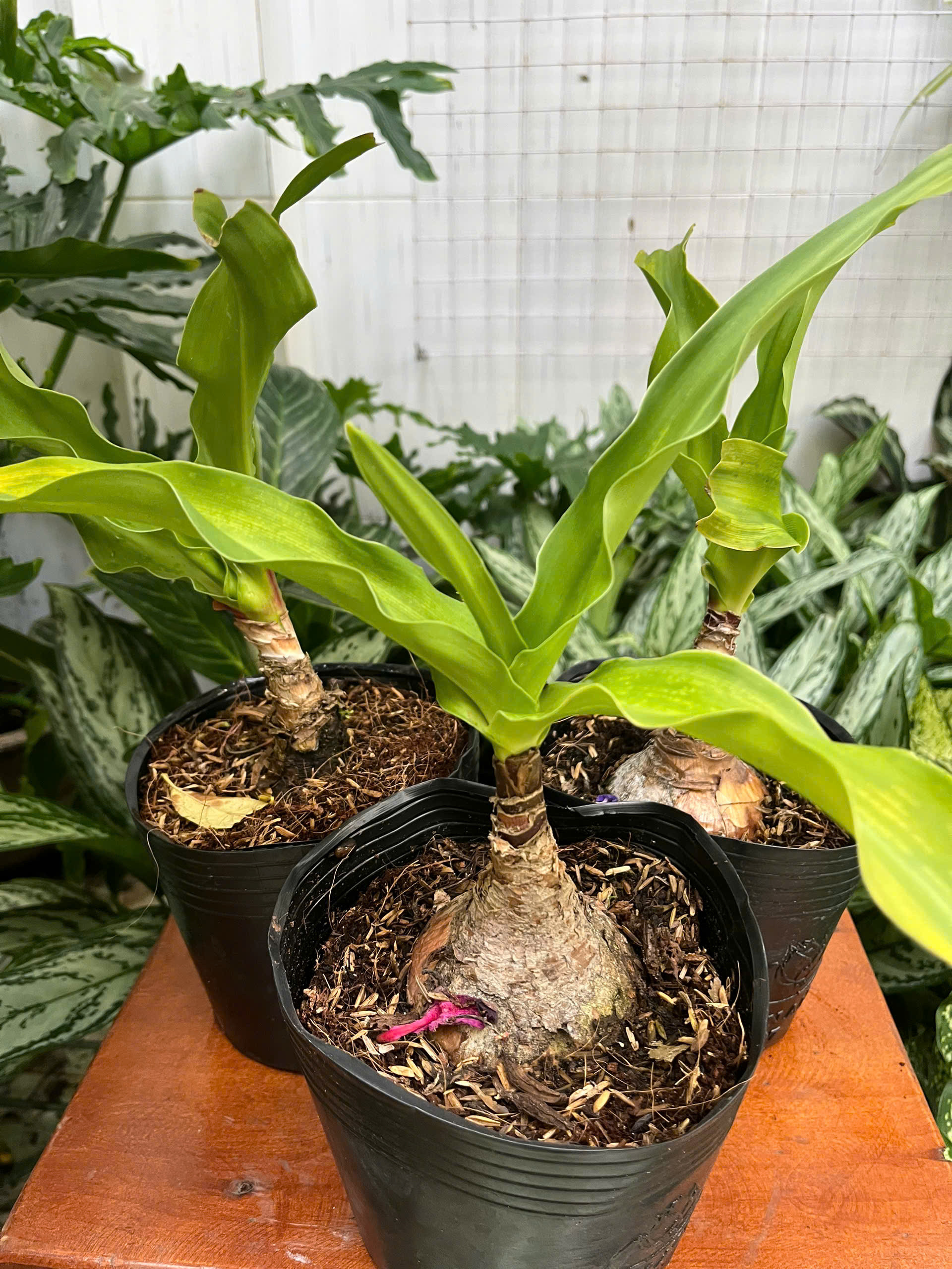 z7417319192077-edaf6652cdc00a72af0ecfb059292e7e