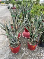 z7425994511649-f7f517a8fb52dc326311000ff91f4128