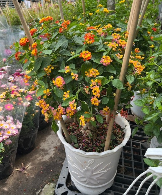 5-11