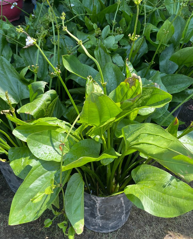 bach-thuy-tien-size-lon-1