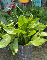 bach-thuy-tien-size-lon-2