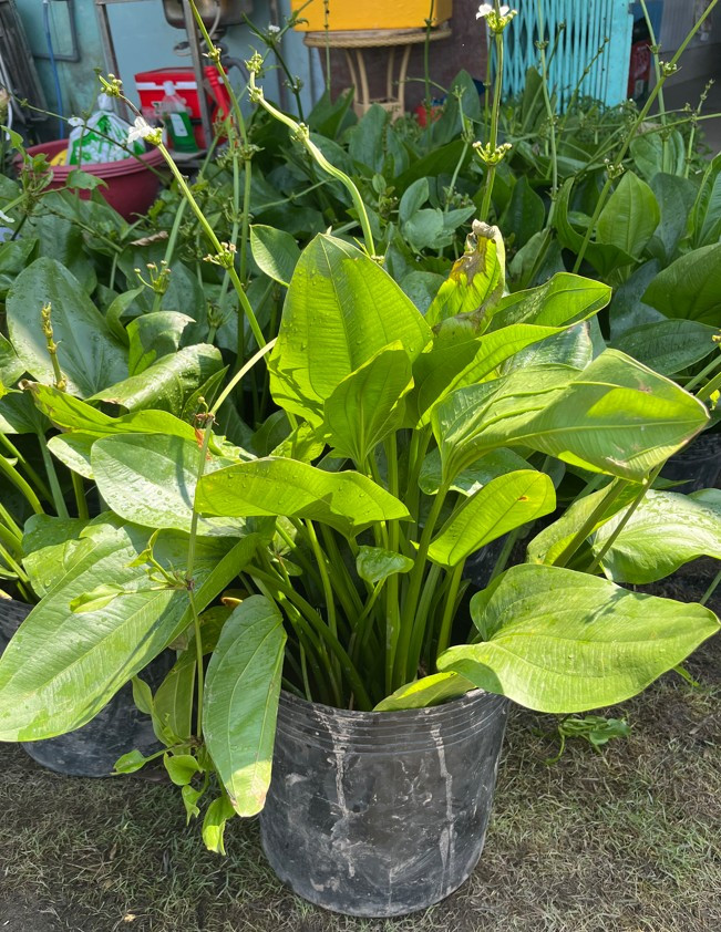 bach-thuy-tien-size-lon-2