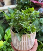 chau-duong-xi-chan-tho-1