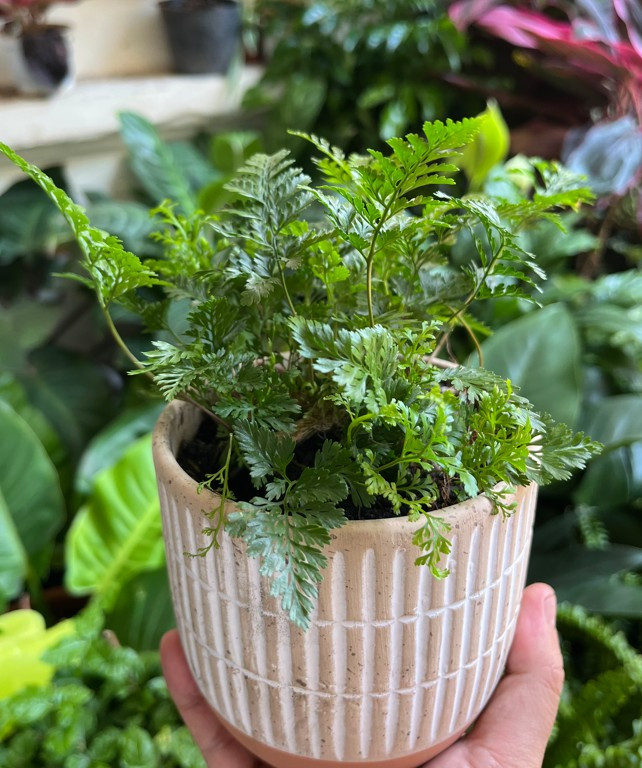 chau-duong-xi-chan-tho-1