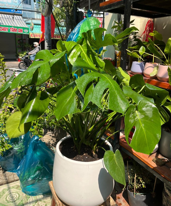 chau-mons-trong-san-1