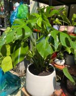 chau-mons-trong-san-2