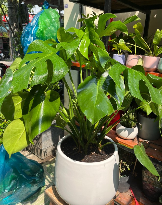 chau-mons-trong-san-2