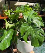 chau-mons-trong-san-3