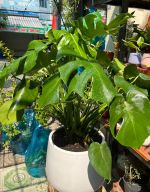 chau-mons-trong-san-4