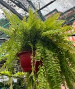 duong-xi-treo-size-sieu-lon-2