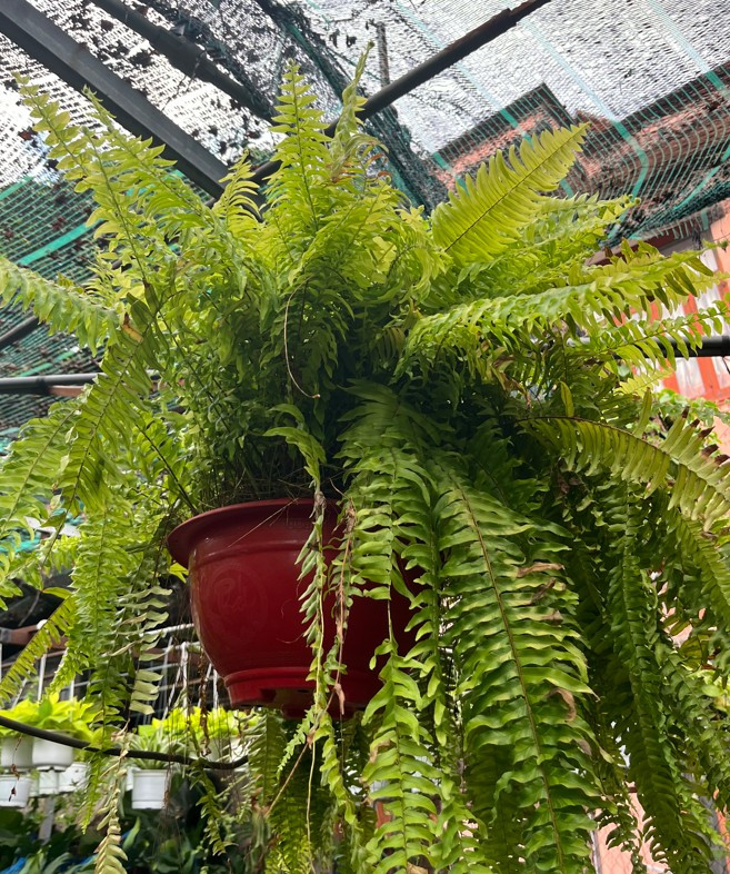 duong-xi-treo-size-sieu-lon-2