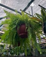 duong-xi-treo-size-sieu-lon-3