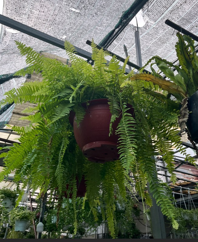 duong-xi-treo-size-sieu-lon-3