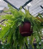 duong-xi-treo-size-sieu-lon-4