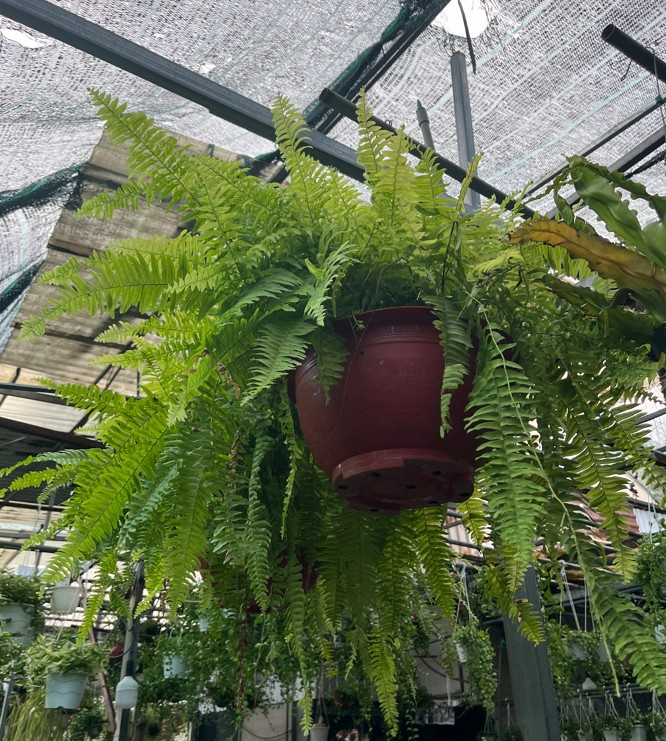 duong-xi-treo-size-sieu-lon-6