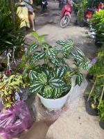 img-0525