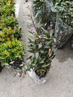 img-1094