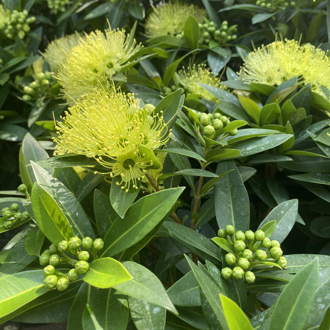 mai-thai1