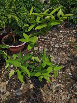 man-an-phuoc-5