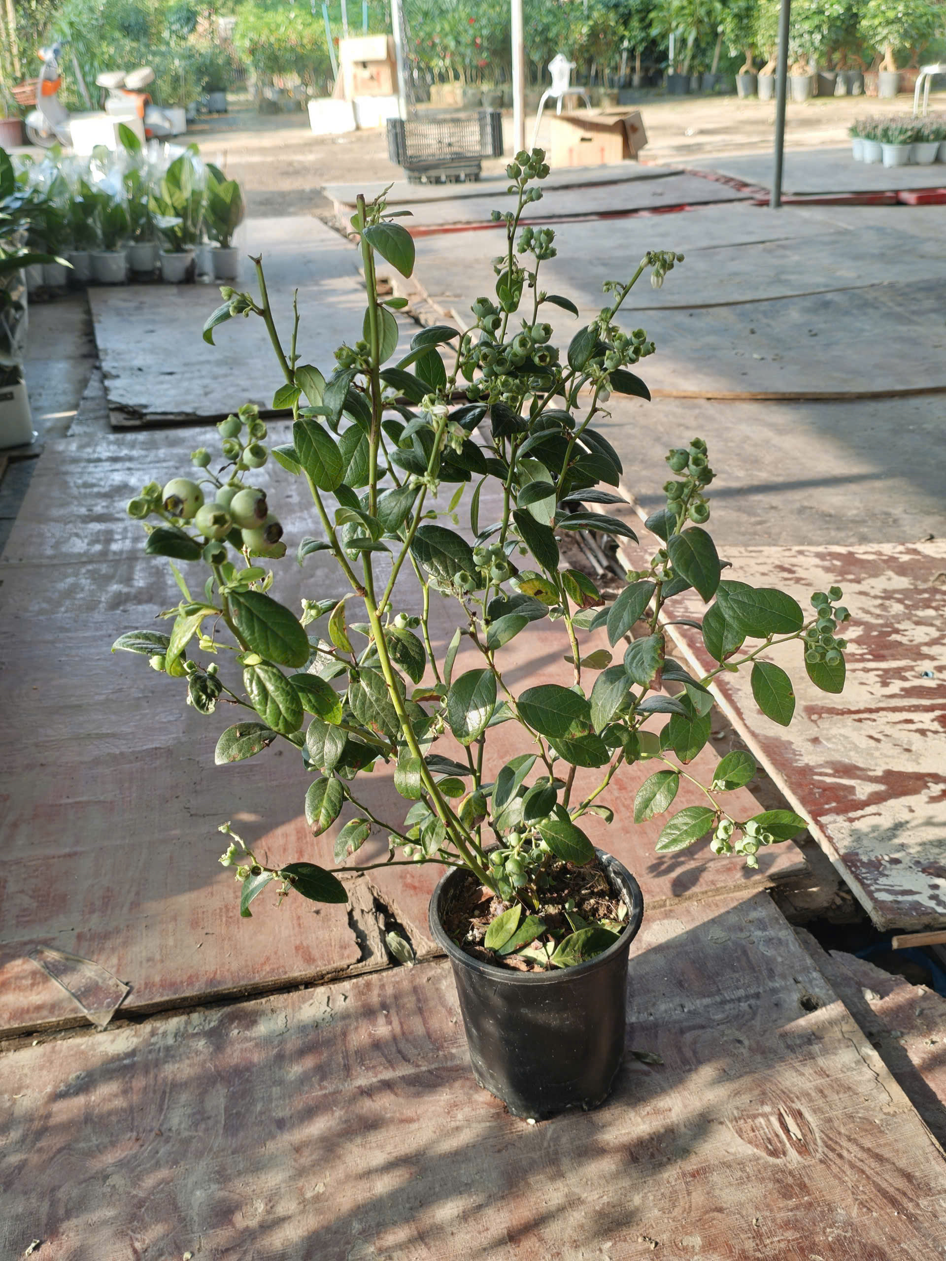 nam-viet-quat-1