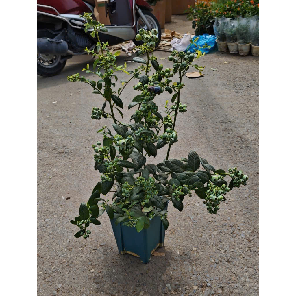 nam-viet-quat-2