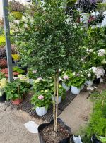 nguyet-que-dang-tree-1