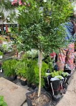 nguyet-que-dang-tree-2