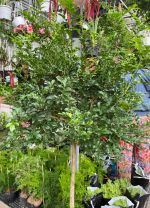 nguyet-que-dang-tree-3