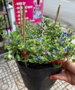 thanh-tu-chau-thuong-1