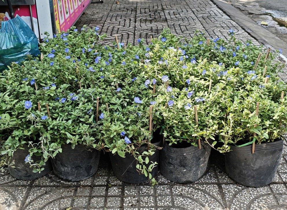 thanh-tu-chau-thuong-2