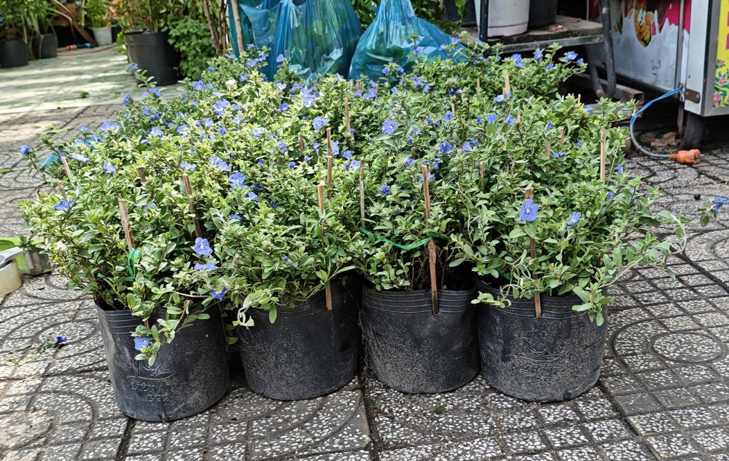 thanh-tu-chau-thuong-3