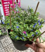 thanh-tu-chau-thuong-4