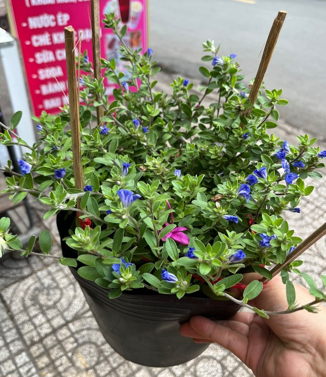 thanh-tu-chau-thuong-4