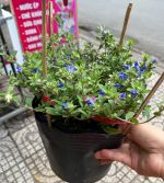 thanh-tu-chau-thuong-5