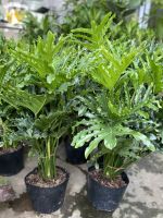 trau-ba-thanh-xuan-size-lon