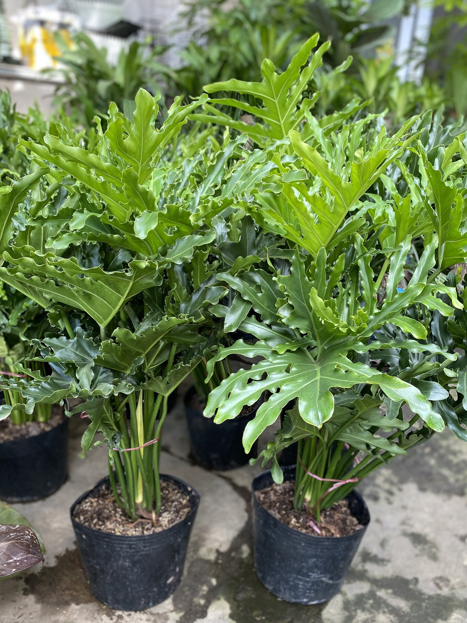 trau-ba-thanh-xuan-size-lon